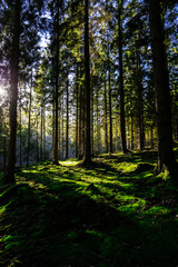 Fototapeta premium Waldspiel