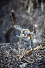 The stage of vegetation of a Grape Bush on a summer cottage plot