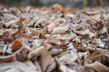 dry leaves pattern in some leaves