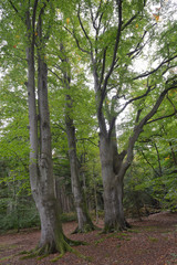 Westküste des Darß mit Urwald