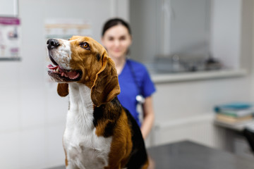 Beagle dog being examined at a veterinary clinic. A beagle dog is examined by a doctor in a clinic....