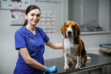 A woman veterinarian examines a beagle slbaka in a veterinary clinic. Beagle dog sitting on a veterinary table on examination