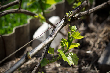 The stage of vegetation of a Grape Bush on a summer cottage plot