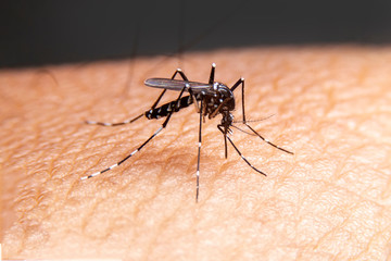 Striped mosquitoes are eating blood on human skin. Mosquitoes are carriers of dengue fever and malaria.Dengue fever is very widespread during the rainy season.