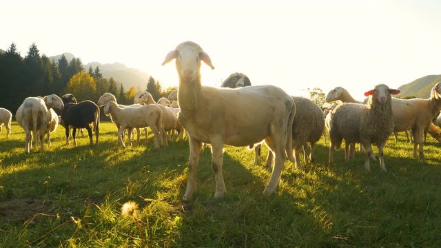 SLOW MOTION, LENS FLARE, CLOSE UP, LOW ANGLE: Flock of curious young sheep wander around the enclosed pasture at sunrise. Adorable little lambs grazing at sunrise look into the camera with surprise.