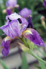 The iris flower. Beautiful purple flower in bloom on a crisp spring morning