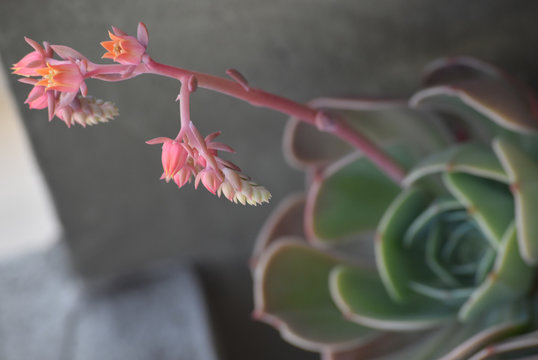 Suculenta florecida