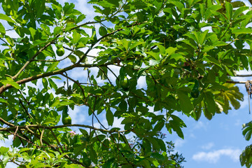 trees with sun and blue sky