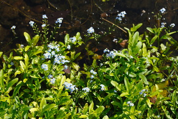 Wald-Vergissmeinnicht (Myosotis sylvatica), Bluesylva an einem Gewässer, Deutschland, Europa