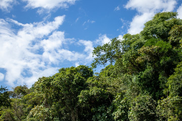 Fototapeta na wymiar trees with sun and blue sky