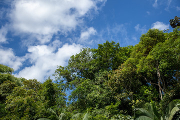 trees with sun and blue sky