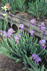 The iris flower. Beautiful purple flower in bloom on a crisp spring morning