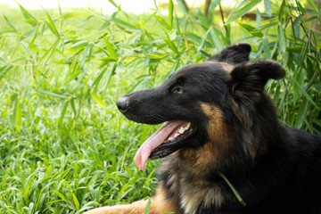 Belgian shepherd in the grass