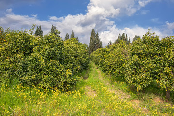 Fototapeta na wymiar Citrus orchard after harvest on a background of blue sky with clouds