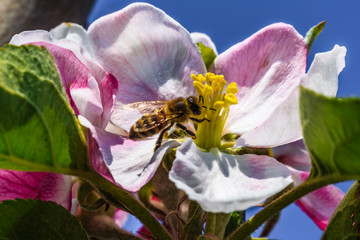 Biene beim Bestäuben einer Apfelblüte / Close up im Querformat 