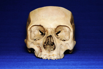 Cut real human skull on blue background, front view.
