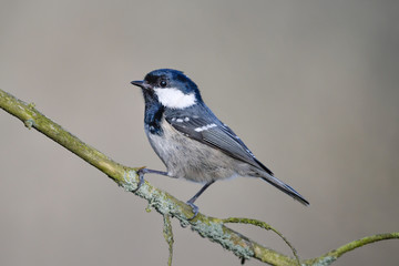 Obraz premium Tannenmeise