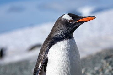 Head penguin © Stefan Renner