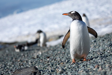 Closeup penguin