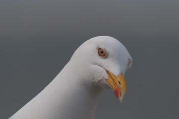 Mantelmöwe