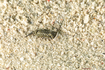 The most beautiful underwater snails of the Indian and Pacific Ocean