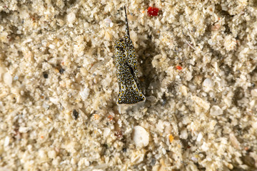 The most beautiful underwater snails of the Indian and Pacific Ocean
