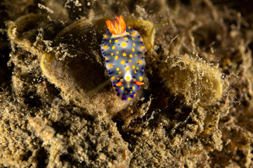 The most beautiful underwater snails of the Indian and Pacific Ocean
