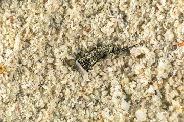 The most beautiful underwater snails of the Indian and Pacific Ocean