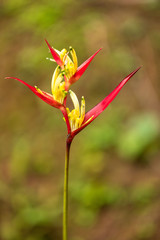 Helikonien (Heliconia), auch Hummerscheren oder Falsche Paradiesvogelblumen