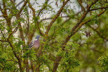 Woodpigeon - Columba palumbus, beautiful colorful pigeon from European forests, Hortobagy Natinal Park, Hungary.