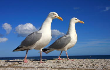 A pair of herring gulls against blue sky
