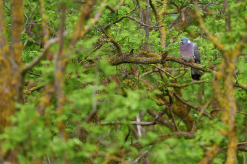 Woodpigeon - Columba palumbus, beautiful colorful pigeon from European forests, Hortobagy Natinal Park, Hungary.
