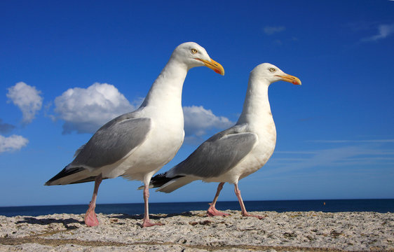A pair of herring gulls against blue sky