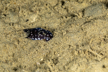 The most beautiful underwater snails of the Indian and Pacific Ocean