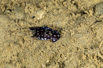 The most beautiful underwater snails of the Indian and Pacific Ocean