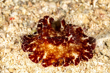 The most beautiful underwater snails of the Indian and Pacific Ocean