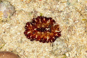 The most beautiful underwater snails of the Indian and Pacific Ocean