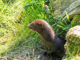 American mink (Neovison vison) peering out of a hole