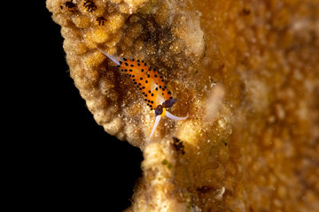 The most beautiful underwater snails of the Indian and Pacific Ocean