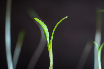 Small sprouts that have just sprouted. Macro photo. The concept of spring, planting, environment copispace, dark background.