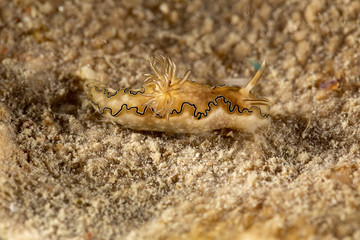 The most beautiful underwater snails of the Indian and Pacific Ocean