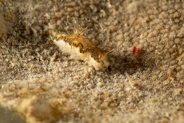 The most beautiful underwater snails of the Indian and Pacific Ocean