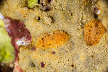 The most beautiful underwater snails of the Indian and Pacific Ocean