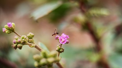 A small fly sitting on a weed plant