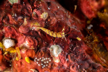 The most beautiful underwater snails of the Indian and Pacific Ocean