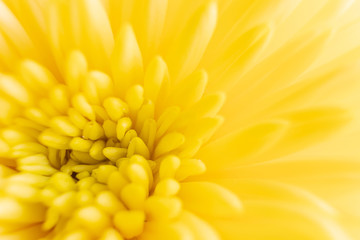 Petals of yellow chrysanthemum close-up. Macro photo. Floral abstract background image. The concept of spring, summer, women's day, mother's day, birthday, holiday, celebration. Copyspace.