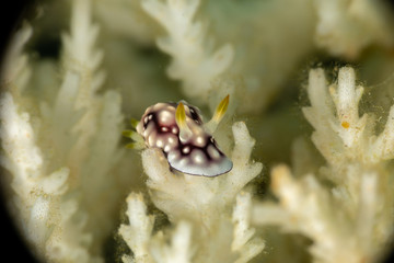 The most beautiful underwater snails of the Indian and Pacific Ocean