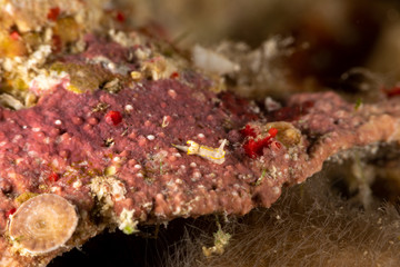 The most beautiful underwater snails of the Indian and Pacific Ocean