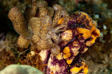 The most beautiful underwater snails of the Indian and Pacific Ocean