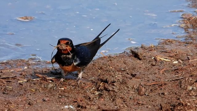 Rauchschwalbe&nbsp;(Hirundo rustica) sammelt Nestbaumaterial